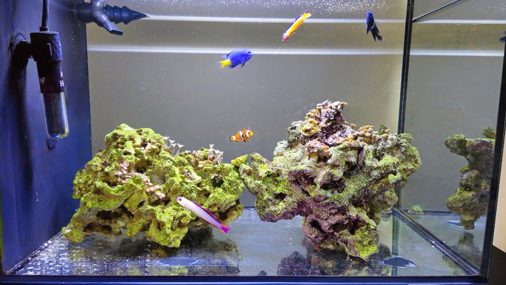 Aquarium With Fish.