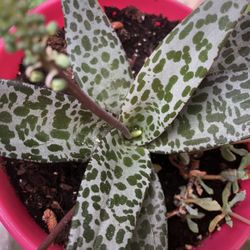 Cute Plant Depends Of Size From $ 2-12