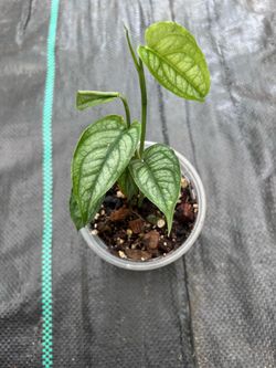 Monstera ‘Siltepacana’