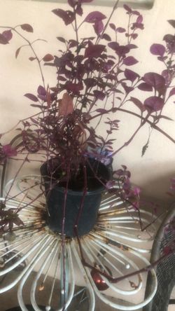 Plant