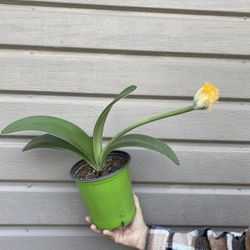 Haemanthus Albiflos Dappled Snowbruch