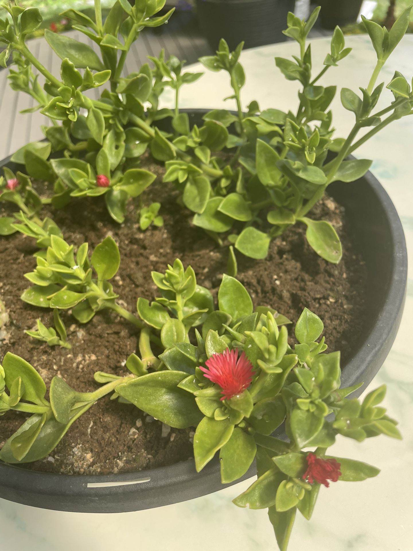 Baby Sun Rose or Heartleaf Ice Plant. (Indoor/Outdoor Life Plant)