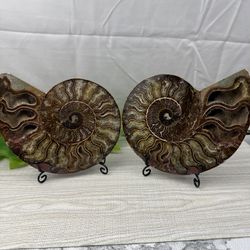 Rare Fossilized Ammonite