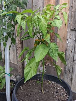 Habanero Plant 