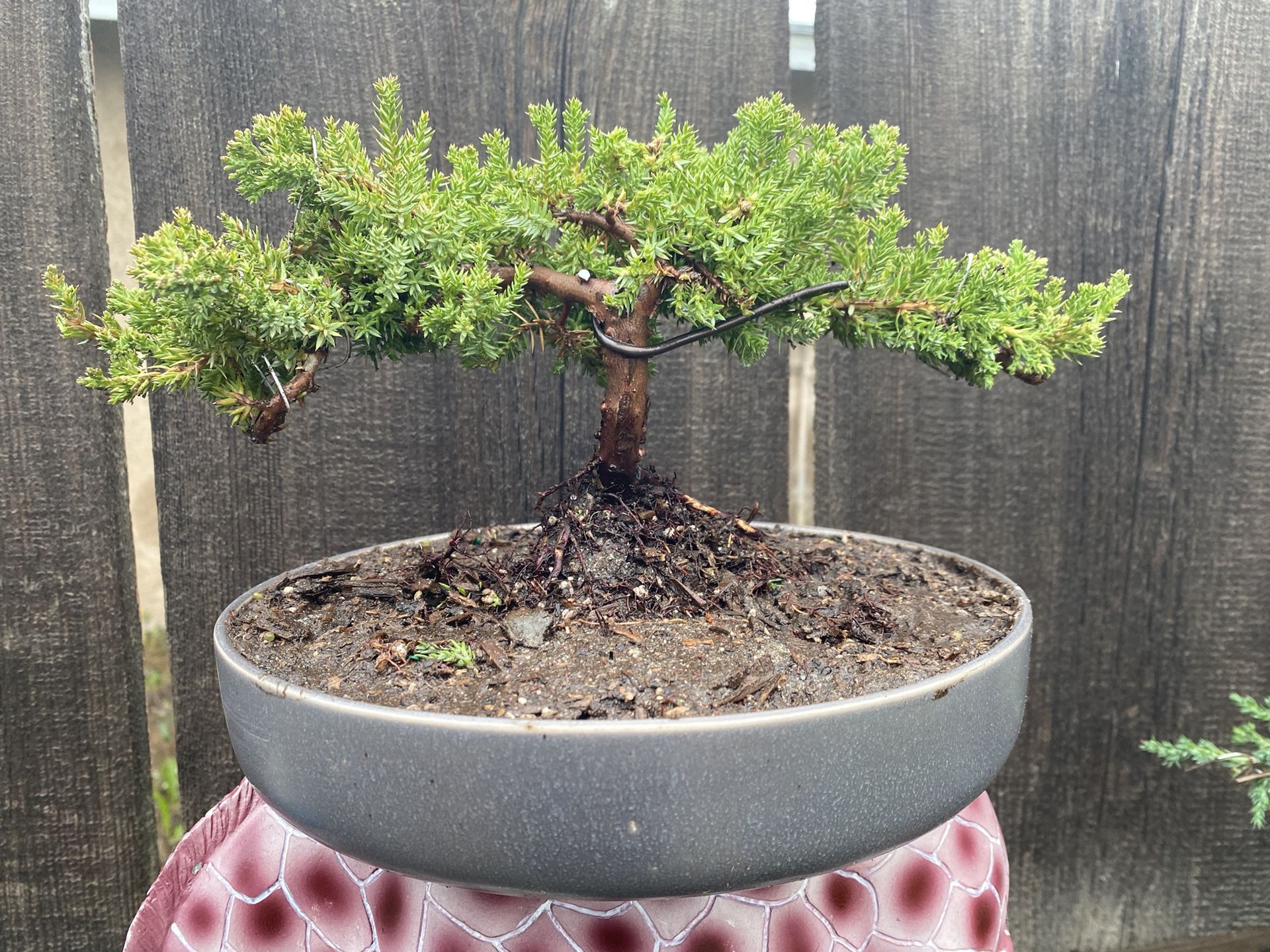 Bonsai Miyagi Style Japanese Garden Juniper $50 Each -  toquedesaborminas.com.br