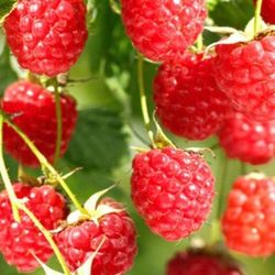 Red Raspberry Seedling Plant 1 Gallon Fully Rooted