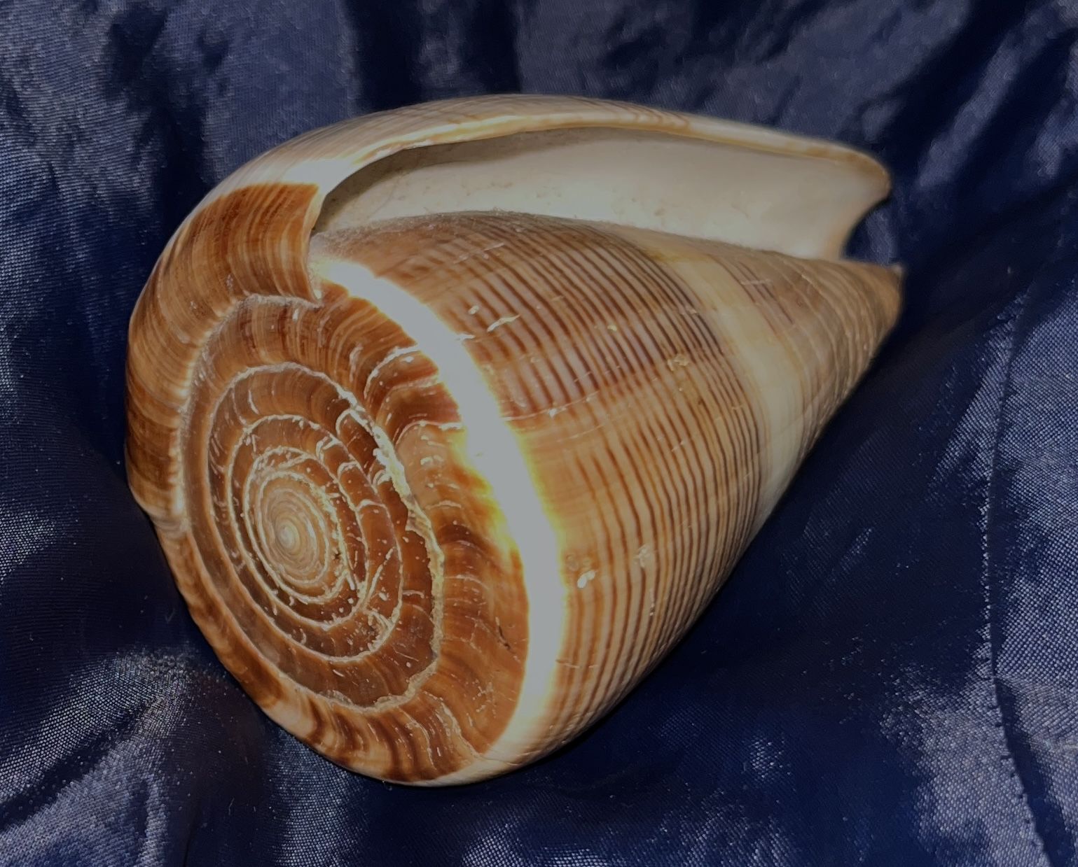 7” HARD TO FIND SIZE CONUS MILES CONE SEASHELL