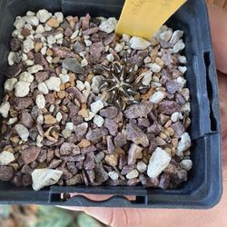 ariocarpus kotschoubeyanus Seedlings 