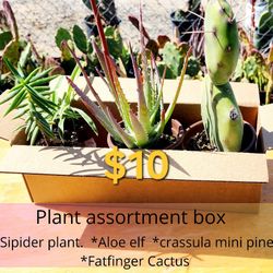 Plant Assortment Box 