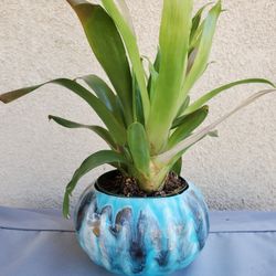 Beautiful Bromeliad Plant In Ceramic Designer Glazed Turquoise Pot