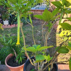 Angel trumpet plant
