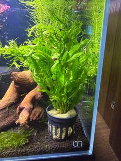 Java Fern Aquarium plant