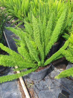 Foxtail Fern