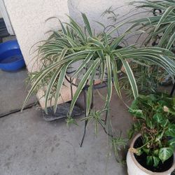 Pretty Spider Plant With Babies