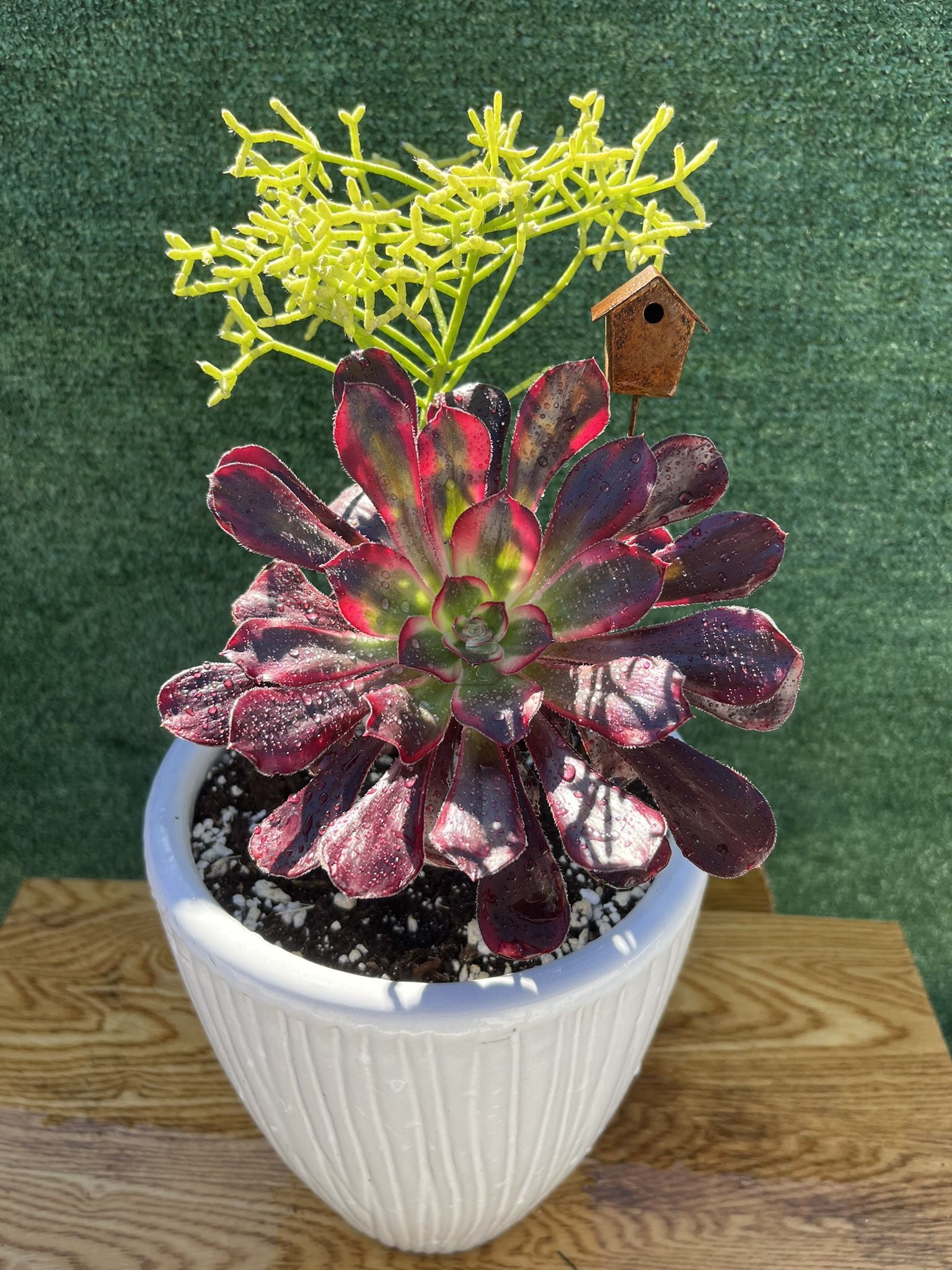 Beautiful Succulents In A Ceramic Pot
