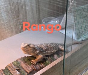 Cages lights and more for sale for bearded dragons