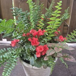 Hermosas Begonias Florecidas En Macetas Decorativas 