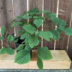 1-Gallon Plant. 