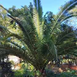 Large Canary Palm🌴$300 Per Ft. Of Trunk 