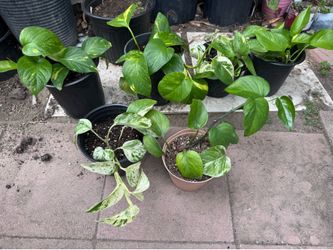 Pothos 5$ each
