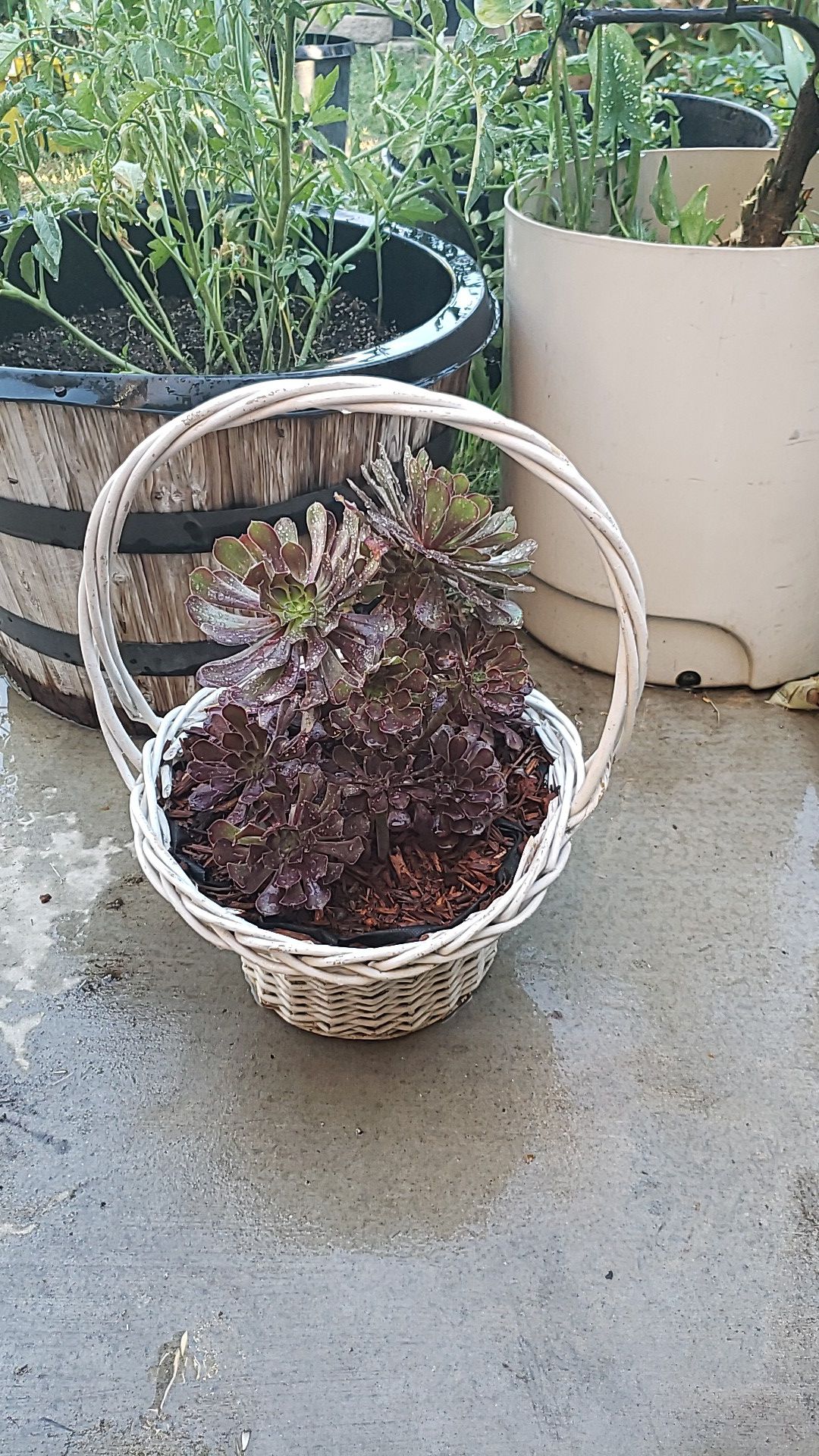 Succulent basket