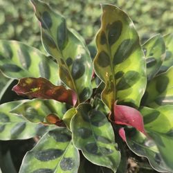 Calathea Lancifolia 6” (Rattlesnake Plant) 🐍 – Unique Patterns! (Bulk & Individual)