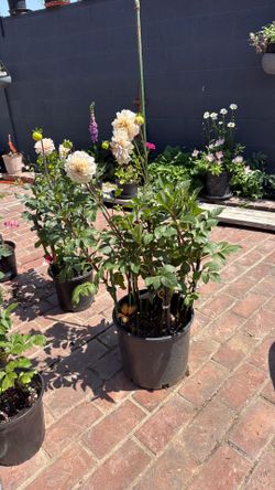 Cafe au Lai Dahlia 9 stems plant