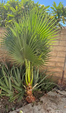 Big 6 feet palm tree