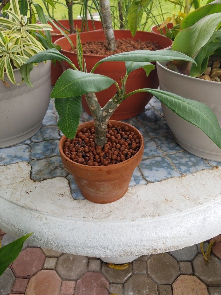 Cute small Plumeria in Clay pot $10.00