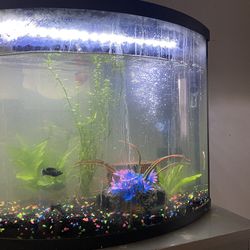 fish tank w fishes 
