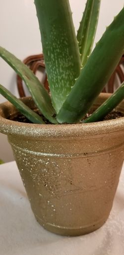 aloe vera