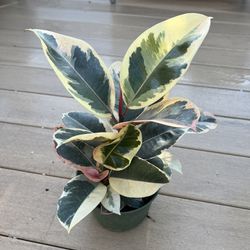 Tineke Ficus Rubber Tree Plant Comes in a 6" Nursery Pot, Check Profile for More Plants