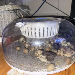 Incubator 