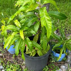 Keri Mango for planting. 