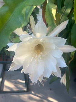 Dama de noche plant
