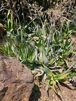Plants agave