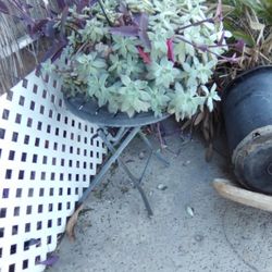 Succulent Plant