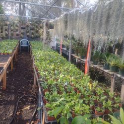 Plants Wholesale C Description