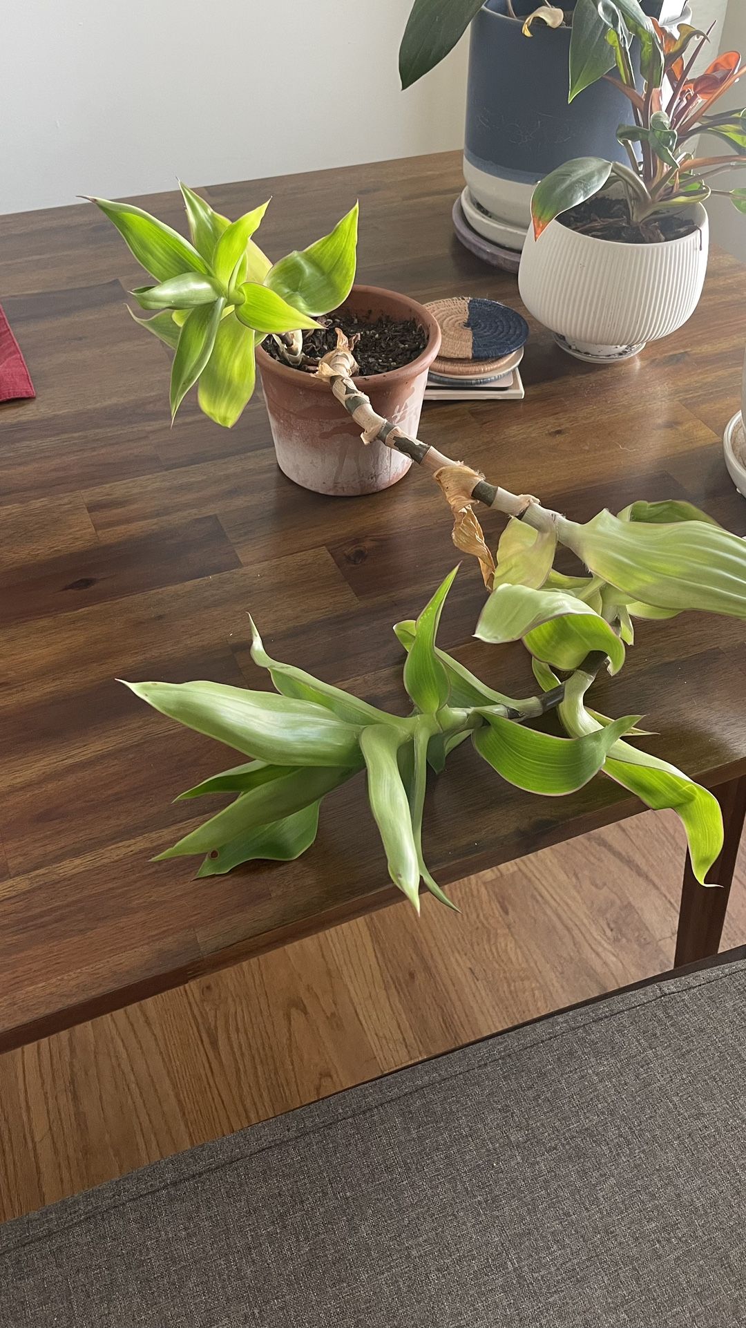 Callisia fragrans “basket plant”