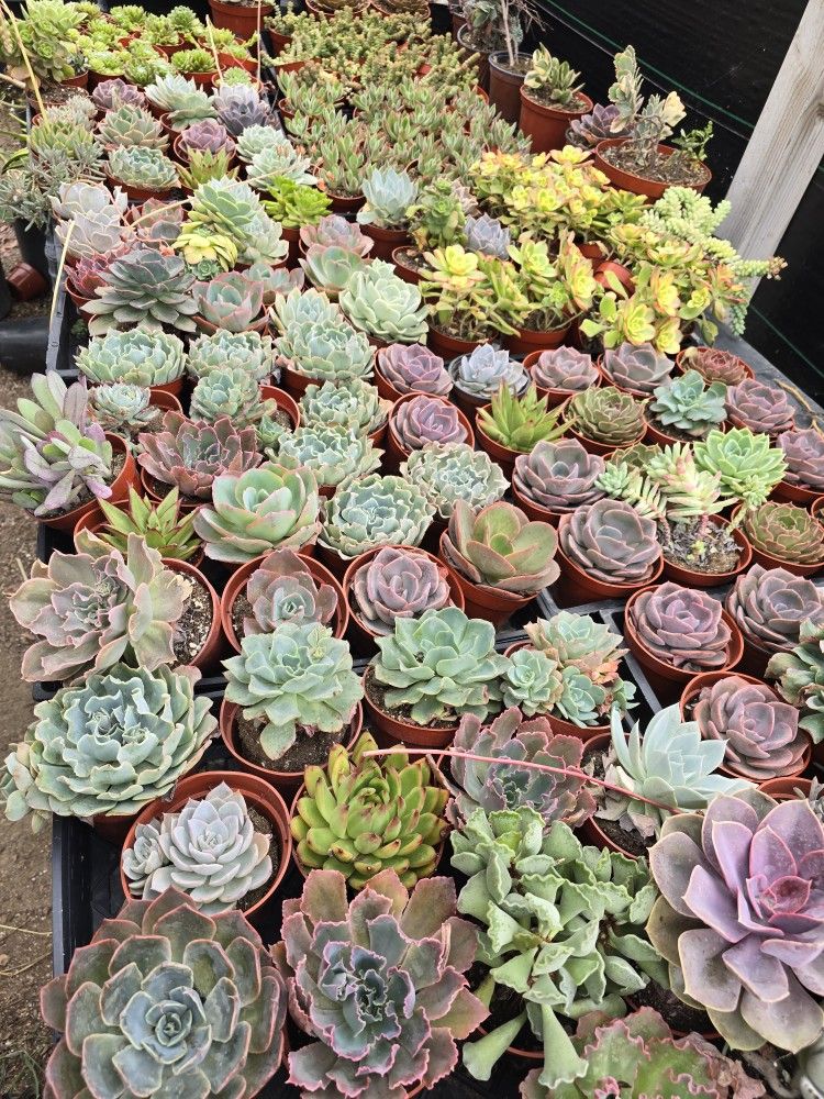 Echeverias & Succulent