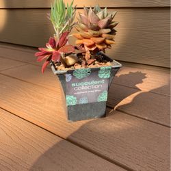 Succulent Plant 