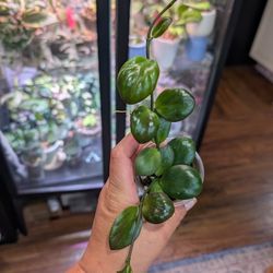 Hoya Clamshell Noid 