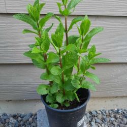 Organic Mint Perennial Plant 