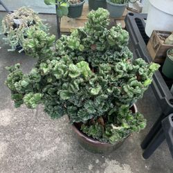 Huge Euphorbia 