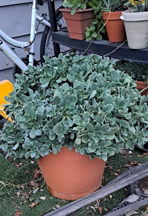 Extra LARGE PLANTER FULL OF SUCCULENTS