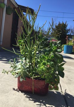 Plant bowl terrarium