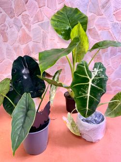 🌿 Alocasia Plant Collection | Frydek Variegated, Green, Green Unicorn & Dragon Breath