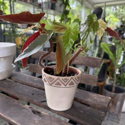 Polka Dot Angel Wing Begonia Plant in Terra Cotta Pot