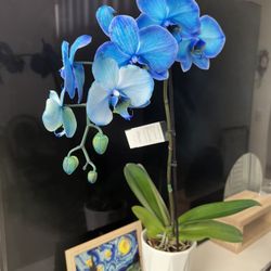Blue Orchid Flowers