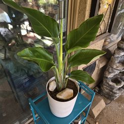 Lovely White Bird Of Paradise In 10in Pot With Stones